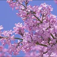 Міжнародний кінофестиваль Харківський бузок-2011- Програма заходів