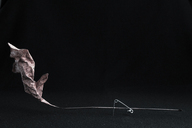 Одноденний курс фотографії від Олександра Ляпіна та Олександра Каднікова