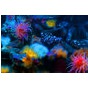 Виставка підводної фотографії «Крапля в морі»
