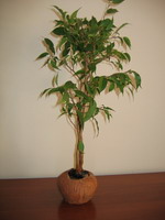 Світлана Малишева.