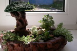 Світлана Малишева. Бонсай з сукулентами