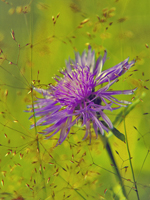 Квітка Карпат