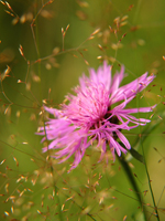 Квітка Карпат