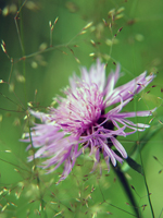 Квіти Карпат