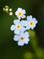 Квіти Карпат